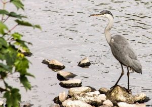heron on the river calder